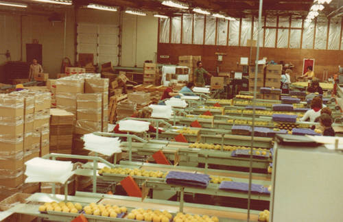Modernization continued throughout the 1960’s with construction of controlled atmosphere storage (1962), cherry packing lines (1968), and other support facilities built to accommodate the growing business.