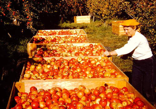 In 1959, the Allans replaced 40 lb. wooden boxes in the orchard with much larger wooden bins that could hold approximately 25 boxes of fruit. These bins expanded their ability to pick, store, and stack fruit. The introduction of cardboard boxes a year earlier in the warehouse was equally groundbreaking and improved packing efficiency. (Pictured is Hope Allan, Bob’s wife.)