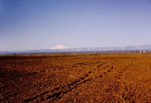 In 1972, brothers George and Dave Allan started Yakima Valley Orchards (YVO) and began buying land across the Yakima Valley to plant apples, cherries, and pears. YVO later merged into Allan Bros., Incorporated in 2000.