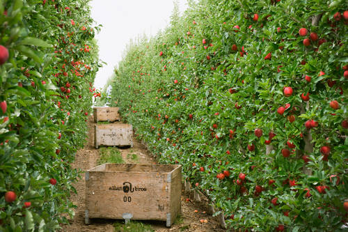 With a reputation for growing targeted fruit, the company aimed to distinguish itself by investing in club varieties that motivate repeat purchases at the grocery store. In 2010 a partnership was formed with New Zealand-based Enza (now T&G Global) to grow JAZZ™, and in 2014, our flagship apple brand Envy™. Oppy™ is a long-standing partner of T&G and sells the majority of Allan Brothers Jazz™ and Envy™ apples.