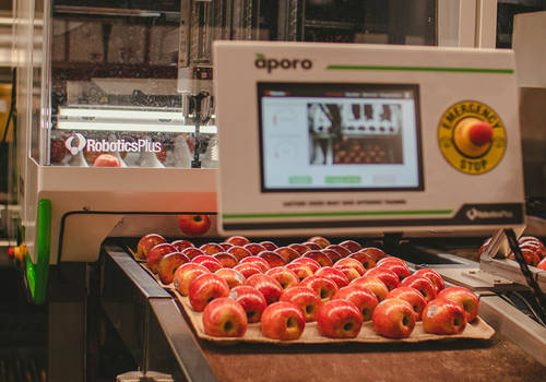 For over 100 years, industry-leading innovation has been the heartbeat of Allan Brothers. Solving today’s complex problems and empowering employees through automation, mechanization, and technology remains at the core of what we do, whether on the farms or warehouse. Additions of a robotic palletizer in 2019 and Aporo Fruit Packer machines in 2021 have improved efficiency and enhanced employee safety.